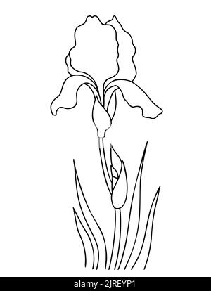 Irisblüte mit Knospe und Blättern. Umriss. Saisonale Gartenblume. Vektorgrafik. Lineare Handzeichnung, Skizze für Design, Dekoration und Druck Stock Vektor