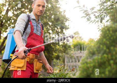 Gärtner, der mit einem Sprüher Insektiziddünger auf seine Thuja aufgibt Stockfoto