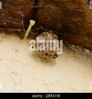 Europäische Papierwespen Polistes dominula Bau eines neuen Nestes hängt von einem hölzernen Joch an einer Hauswand Lantadilla Palencia Castile und Leon Spanien Stockfoto