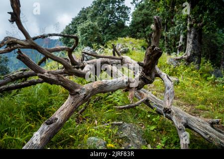 Ein verfaulter Baum im Wald von Uttarakhand, Indien. Stockfoto