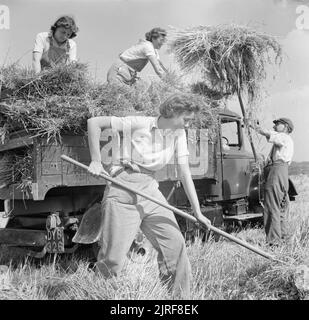 Die Ernte am Mount Barton, Devon, England, 1942 Land Mädchen Joan Tag, ihre Schwester Ivy, und Iris Andrews helfen ein Landwirt stooks der geernteten Hafer in einen Lkw in der Sonne auf hohlen Moor, Devon übertragen. Stockfoto