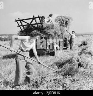 Die Ernte am Mount Barton, Devon, England, 1942 Land Mädchen Joan Tag, ihre Schwester Ivy, und Iris Andrews helfen einem Bauern geerntet Hafer in einen Lkw in der Sonne Last bei Hohlen Moor, Devon. Stockfoto