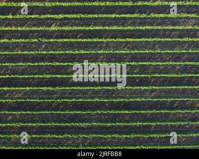 Weingarten von oben mit Drohnenaufnahmen aus der Luft Marseille Avignon Arles Nimes Montpellier Ockitanie Provence Frankreich Stockfoto