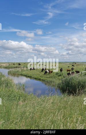 Naturschutzgebiet Beltringharder Koog, Nordsee, Nordfriesland, Deutschland Stockfoto