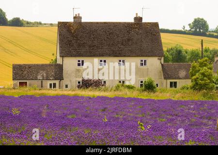 Lavendelreihen in einem englischen Lavendelfeld mit Ferienhaus in Großbritannien Stockfoto