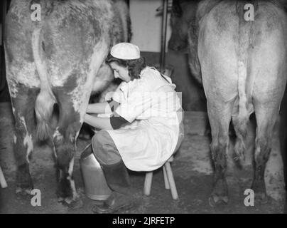 Ein Mitglied der Women's Land Army Milch einer Kuh an der WLA-Training Center in Cannington, Somerset 1940. Ein Mitglied der Women's Land Army Milch einer Kuh, wahrscheinlich auf der WLA-Training Center in Cannington, Somerset, c 1940. Stockfoto