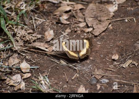 Eine Nahaufnahme eines Feuerrim-Tortoiseshell-Schmetterlings auf dem Boden Stockfoto