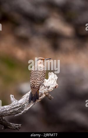 Weibchen Rot shaffed Northern Flicker auf einem toten Holzbarsch Stockfoto