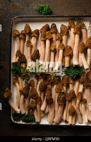 Morelpilze auf einem weißen Metalltablett Stockfoto