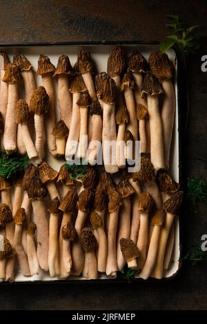 Morelpilze auf einem weißen Metalltablett Stockfoto