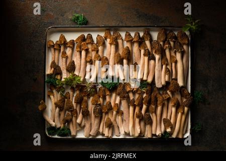 Morelpilze auf einem weißen Metalltablett, Draufsicht Stockfoto
