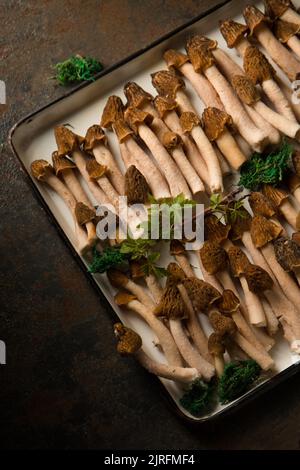 Morelpilze auf einem weißen Metalltablett Stockfoto
