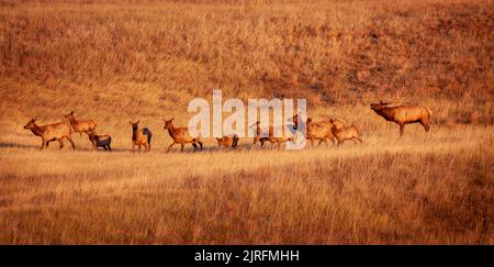 Rocky Mountain Elk Bull und sein Harem Stockfoto