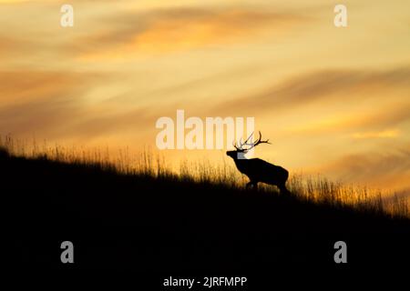 Rocky Mountain Elch Silhouette auf einem Grat Stockfoto