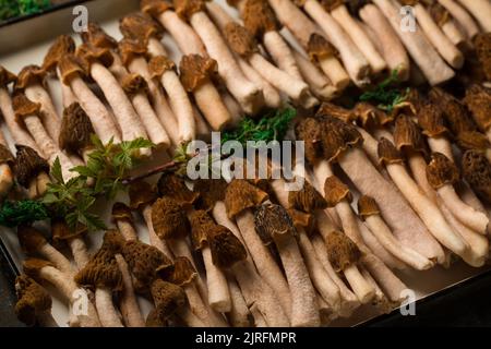 Morelpilze auf einem weißen Metalltablett Stockfoto