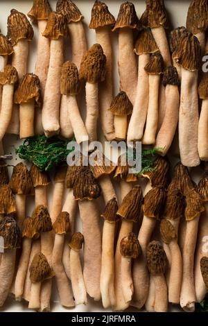 Morelpilze auf einem weißen Metalltablett Stockfoto