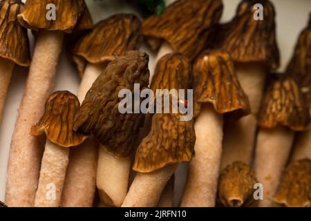 Morelpilze auf einem weißen Metalltablett Stockfoto
