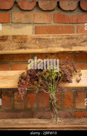 Ein Bouquet von reifen Dillschirmen mit Samen auf einer Holzbank Stockfoto