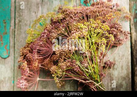 Ein Bouquet von reifen Dillschirmen mit Samen auf einer Holzbank Stockfoto