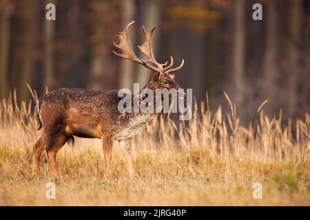Damhirsch steht auf einer Wiese mit hohen Grasstämmen mit Kopierraum Stockfoto