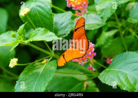 Julia-Schmetterling, Dryas iulia, sammelt Nektar auf einer lantana-Blume Stockfoto