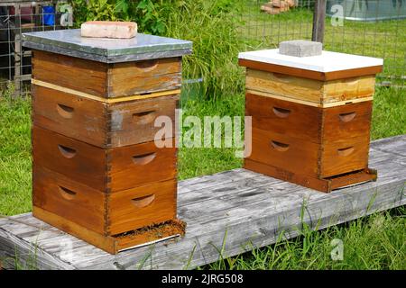 Zwei hölzerne Bienenstöcke mit Bienen, die herumfliegen Stockfoto