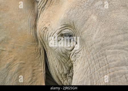 Das detailreiche Nahaufnahme-Porträt eines afrikanischen Buschelefanten mit geschlossenem Auge Stockfoto