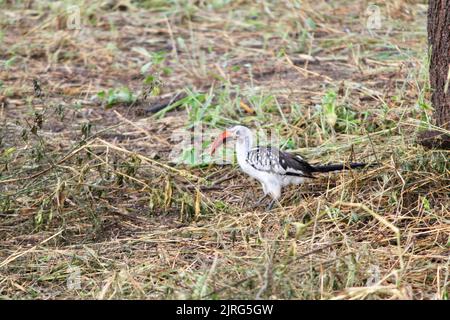 Der hohe Winkel des nördlichen Rotschnabel-Hornbills, der auf dem Boden steht Stockfoto