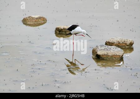 Der Blick aus der Höhe auf einen orientalischen Storch, der im Wasser durch die Steine posiert Stockfoto