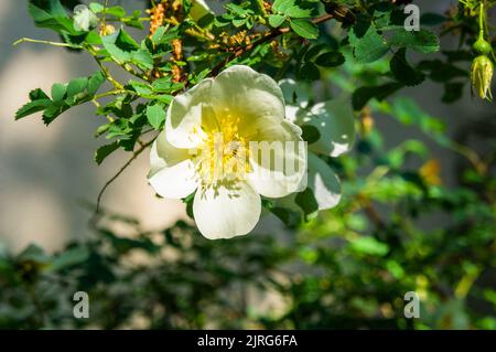 Burnett Rose, Rosa spinossima (pimpinellifolia) blüht am 18. Mai 2022 in Pruhonice, Tschechien. (CTK Photo/Libor Sojka) Stockfoto