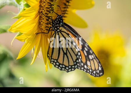 Nahaufnahme des schönen Monarchschmetterlings (Danaus plexippus) auf der leuchtend gelben Sonnenblume Stockfoto