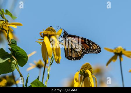 Nahaufnahme des Monarch-Schmetterlings (Danaus plexippus) auf der gelben Wildblume auf der Sommerwiese Stockfoto