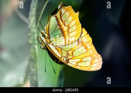 Malachitschmetterling, Siproeta stelenes, kopfüber auf der Oberfläche eines Blattes kriechend, Makro Stockfoto