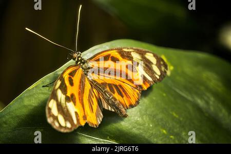 Amerikanischer Monarch, Danaus plexippus, ruht auf einem grünen Blatt Stockfoto