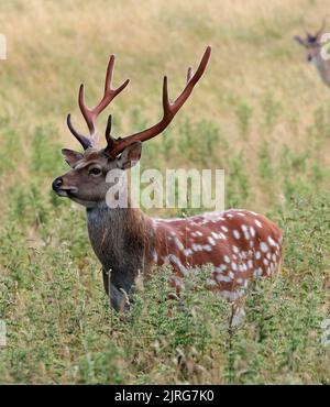 Sika Hirsche (Cervus nippon) Hirsche Stockfoto