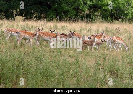 Eine kleine Herde europäischer Brachhirsche (dama dama). Stockfoto