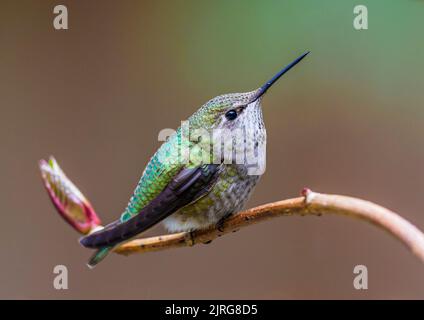 Ein kleiner Annas Kolibri (Calypte anna), der auf einem gebogenen Ast steht Stockfoto