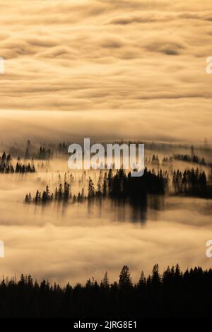 Herbstberge bedeckt mit Nebel und Wolken mit Bäumen, die herausgucken und lange Schatten im Morgenlicht werfen. Sonne scheint durch einen Nebel in der Natur sc Stockfoto