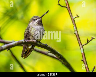 Ein weiblicher Annas Kolibri (Calypte anna), der auf einem Ast steht und sich vokalisiert Stockfoto