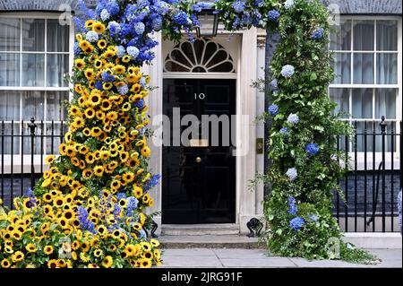 London, Großbritannien. Sonnenblumen für Solidarität. 10 der Eingang der Downing Street wurde mit der Nationalblume der Ukraine, der Sonnenblume, geschmückt, um den 31.. Jahrestag der Unabhängigkeitserklärung der Ukraine zu feiern. Stockfoto