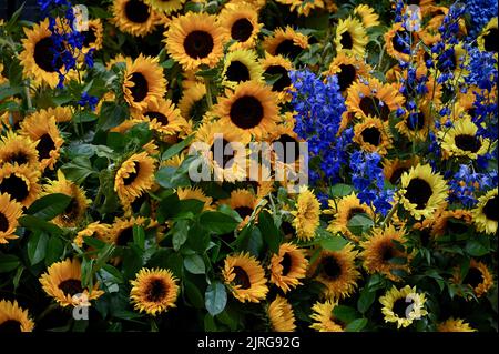 London, Großbritannien. Sonnenblumen für Solidarität. 10 der Eingang der Downing Street wurde mit der Nationalblume der Ukraine, der Sonnenblume, geschmückt, um den 31.. Jahrestag der Unabhängigkeitserklärung der Ukraine zu feiern. Stockfoto