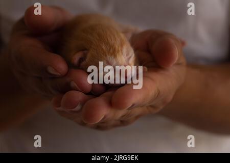 Kleine neugeborene Katze in den Händen eines Mannes. Wehrloses Haustier. Stockfoto