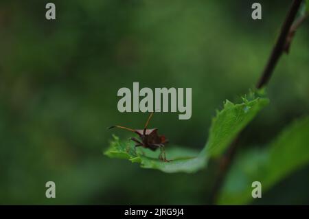 Dock Bug (Coreus marginatus) wartet auf Fliege auf einem Blatt, Sommer, Artvin - Türkei Stockfoto