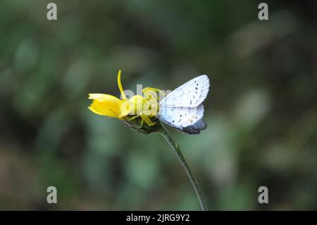 Thomisidae (Misumena vatia; Goldrute Krabbenspinne) hat einen Polyommatus icarus, Summer, Artvin - Türkei gefangen Stockfoto
