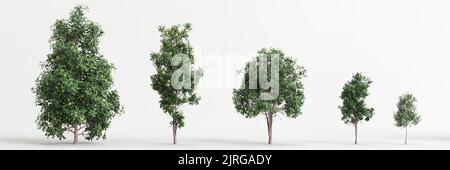 3D Illustration des Satzes Pittosporum Eugenioides Baum isoliert auf weißem Hintergrund Stockfoto