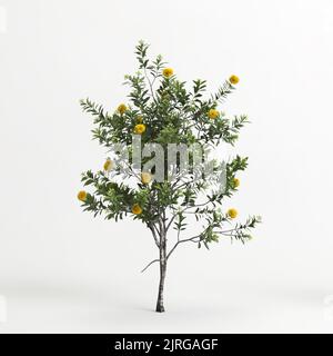 3D Abbildung des Xanthostemon chrysanthus-Baumes isoliert auf weißem Hintergrund Stockfoto