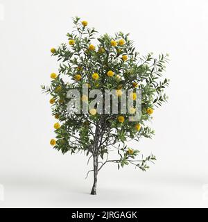 3D Abbildung des Xanthostemon chrysanthus-Baumes isoliert auf weißem Hintergrund Stockfoto