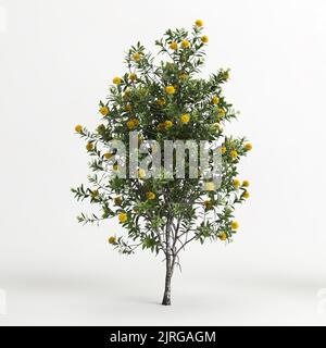 3D Abbildung des Xanthostemon chrysanthus-Baumes isoliert auf weißem Hintergrund Stockfoto