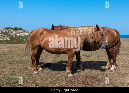 Pferde grasen das Land mit der Kapelle von San Antonio in der Ferne, einen kurzen Spaziergang von Cuevas del Mar in Asturien, Spanien Stockfoto