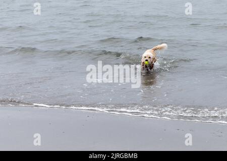 Ein fröhlicher Hund läuft am Meer entlang und hält einen Tennisball in den Zähnen. Spielen mit einem Haustier. Nasser Hund auf dem Meer. Stockfoto